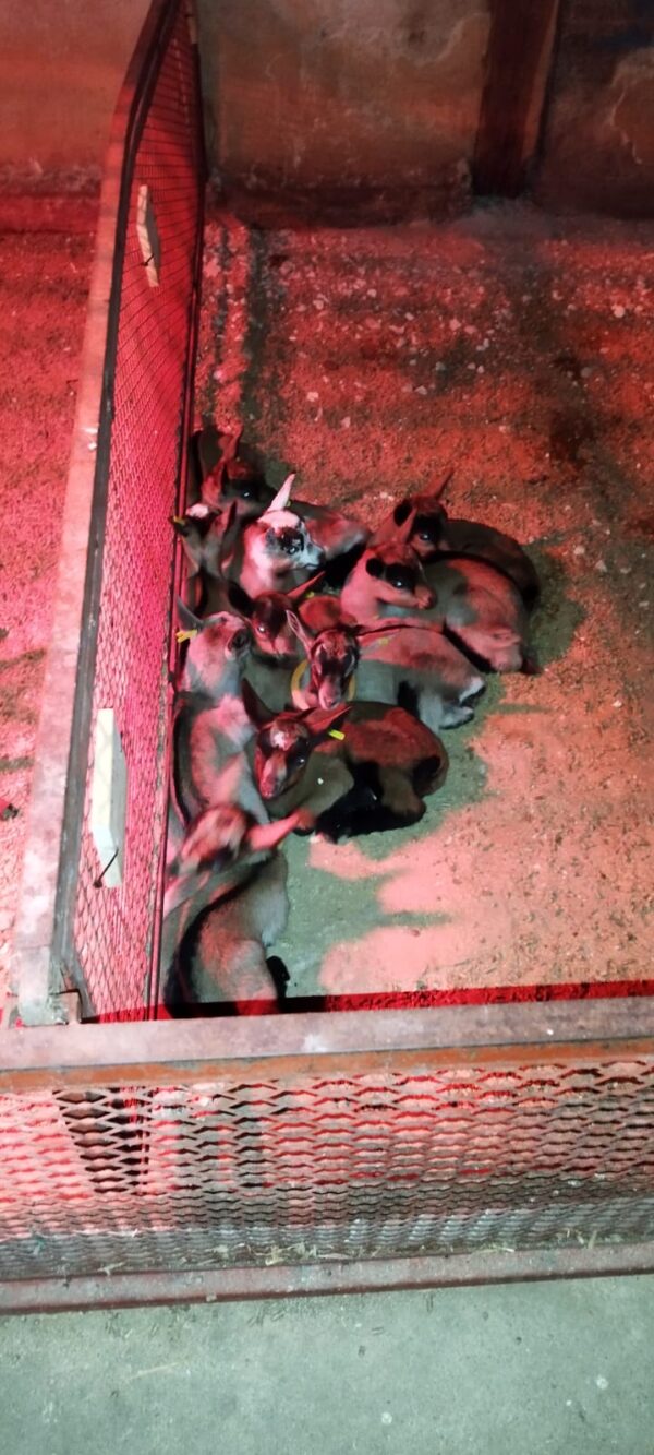 image00021-600×1333